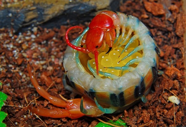 Сколопендра Scolopendra morsitans. Распространена по тёплым регионам всего света; инвазия на остров Святой Елены обернулась катастрофическим падением численности местных беспозвоночных и вымиранием гигантской уховёртки (Labidura herculeana).