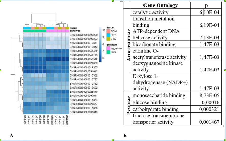 Рисунок 4. А. Наиболее дифференциально экспрессирующиеся гены между агрессивными и ручными крысами; Б. Значимые термины Gene Ontology, экспрессия которых значимо выше либо у агрессивных, либо у ручных крыс. 