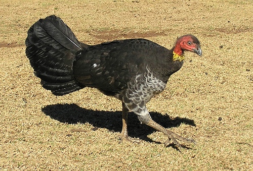 Взрослый и птенец сорной курицы Alectura lathami, успешно освоившей австралийские города