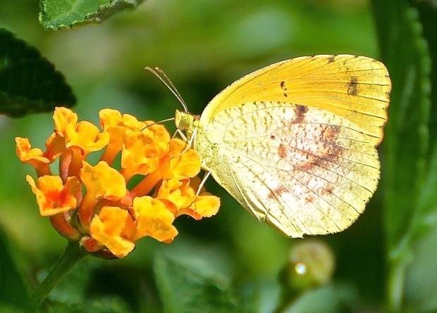 Бабочка Eurema nicippe, самый мелкий вид из тех, чьи перемещения проанализировали специалисты.