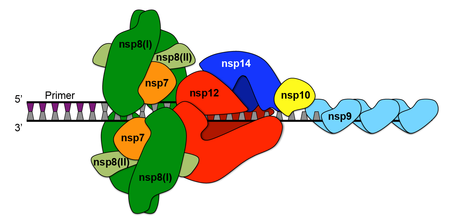 РНК-полимеразный комплекс коронавируса состоит из нескольких неструктурных белков (nsp, от англ. non-structural proteins). Nsp12 (собственно полимераза) — фермент, который осуществляет синтез РНК по матрице РНК. Nsp7 и nsp8 синтезируют для полимеразы «затравку» (primer), с которой начинается синтез новой цепи РНК. Nsp14 при содействии nsp10 контролирует, насколько аккуратно работает полимераза. Nsp9 держит матричную цепь в развернутом состоянии до прихода полимеразы. Схема из статьи E. C. Smith and M. R. Denison, 2013. Coronaviruses as DNA Wannabes: A New Model for the Regulation of RNA Virus Replication Fidelity