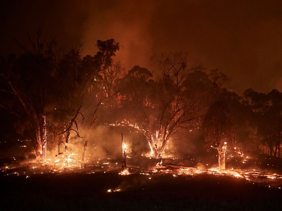 Мегапожар в Новом Южном Уэльсе, который распространился на 600 тысяч гектаров, январь 2020. Фото: Kiran Ridley / Greenpeace