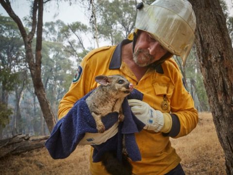 Спасенный от пожара поссум и кенгуру, которого спасти не удалось. Фото: Kiran Ridley / Greenpeace