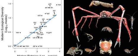 Анализ данных по экологическому и таксономическому разнообразию современных и ископаемых групп морских животных показал, что связь между этими показателями не так проста, как считалось. Рост таксономического разнообразия (числа родов) не является ни прямым следствием, ни причиной высокого экологического разнообразия группы, измеряемого числом различных...