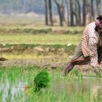 Органическое земледелие на Шри-Ланке: почему провалился эксперимент?