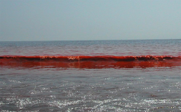Красный прилив у берегов Калифорнии. Изменение климата и антропогенное воздействие привели к тому, что вредоносное «цветение» водорослей, часто называемое красным приливом, приобрело глобальный характер. В настоящее время известно более 40 видов микроводорослей, способных продуцировать токсины. Ежегодно в мире регистрируются десятки тысяч случаев отравления из-за употребления в пищу рыбы, моллюсков и других морепродуктов, содержащих эти токсины. Фото: Кейт Мэнголд (Keith Mangold); с сайта coastsider.com