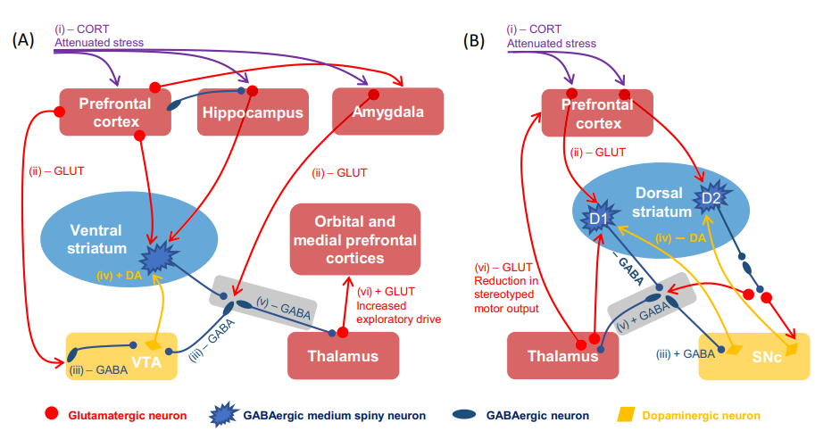 Рисунок 2. Влияние ослабленной сигнализации стресса на (A) вентральную и (B) дорсальную стриарные цепи. (A,i) Снижение обратной связи кортикостероидов (CORT), действующей на глутаматергические (GLUT) нейроны в префронтальной и лимбической областях, приводит к (ii) ослаблению глутаматергической передачи сигналов от префронтальной коры к вентральной области покрышки среднего мозга (VTA) и от миндалевидного тела к вентральный паллидум (без названия). (iii) Эти глутаматергические входы обычно иннервируют ГАМКергические нейроны, которые (iv) ингибировать дофаминергическую (DA) передачу сигналов от VTA к вентральному полосатому телу. Снижение ГАМКергической передачи сигналов растормаживает входы дофамина в вентральное полосатое тело. (v) Повышенная активность дофамина активирует вентральные ГАМКергические средние шипиковые нейроны полосатого тела, которые растормаживают выходные цепи вентрального полосатого тела (серый фон), (vi) приводя к повышенной активности таламических проекций обратно в орбитальную и медиальную префронтальную кору, которые поддерживают исследовательское поведение [117]. ]. (B, i) Ослабление передачи сигналов кортикостероидами приводит к (ii) уменьшению глутаматергического оттока из структур коры, проецирующихся в дорсальное полосатое тело. (iii) Это особенно заметно в прямом пути (экспрессии дофаминовых рецепторов D1), где глутаматные рецепторы, нацеленные на одомашнивание, имеют широкое действие. (iv) Средние шипиковые нейроны прямого пути, как правило, способствуют высвобождению дофамина, предотвращая ингибирование ретрансляционными структурами базальных ганглиев дофаминергических нейронов компактной части черного вещества среднего мозга (SNc). Напротив, непрямой (D2) путь подавляет высвобождение дофамина из SNc. Ослабление передачи сигналов D1-пути уменьшает отток дофаминергических веществ из среднего мозга обратно в полосатое тело, (v) что приводит к усилению ГАМКергической передачи сигналов от выходных цепей базальных ганглиев (серый фон) и (vi) снижению таламического возбуждения областей коры, что способствует стереотипному двигательному выходу