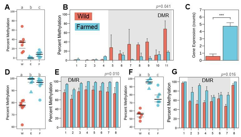 Влияние условий жизни на активность генов, важных для передвижений клеток нервного гребня и межклеточных взаимодействиях. Красным отмечена степень метилирования генов у диких рыб, синим — у живших в рыбном хозяйстве. А — сравнение степени метилирования гена adamts9 у зрелых диких лавраков (W), эмбрионов лавраков с фермы во время гаструляции (E) и у зрелых лавраков с фермы (F). D, F — то же для генов col18a1 и gria4a соответственно. B — средняя степень метилирования отдельных участков гена adamts9 в мышцах, E — то же для гена col18a1 в семенниках, G — то же для гена gria4a в мозге. С — экспрессия гена adamts9 у диких и одомашненных лавраков. *** = p < 0,001. 