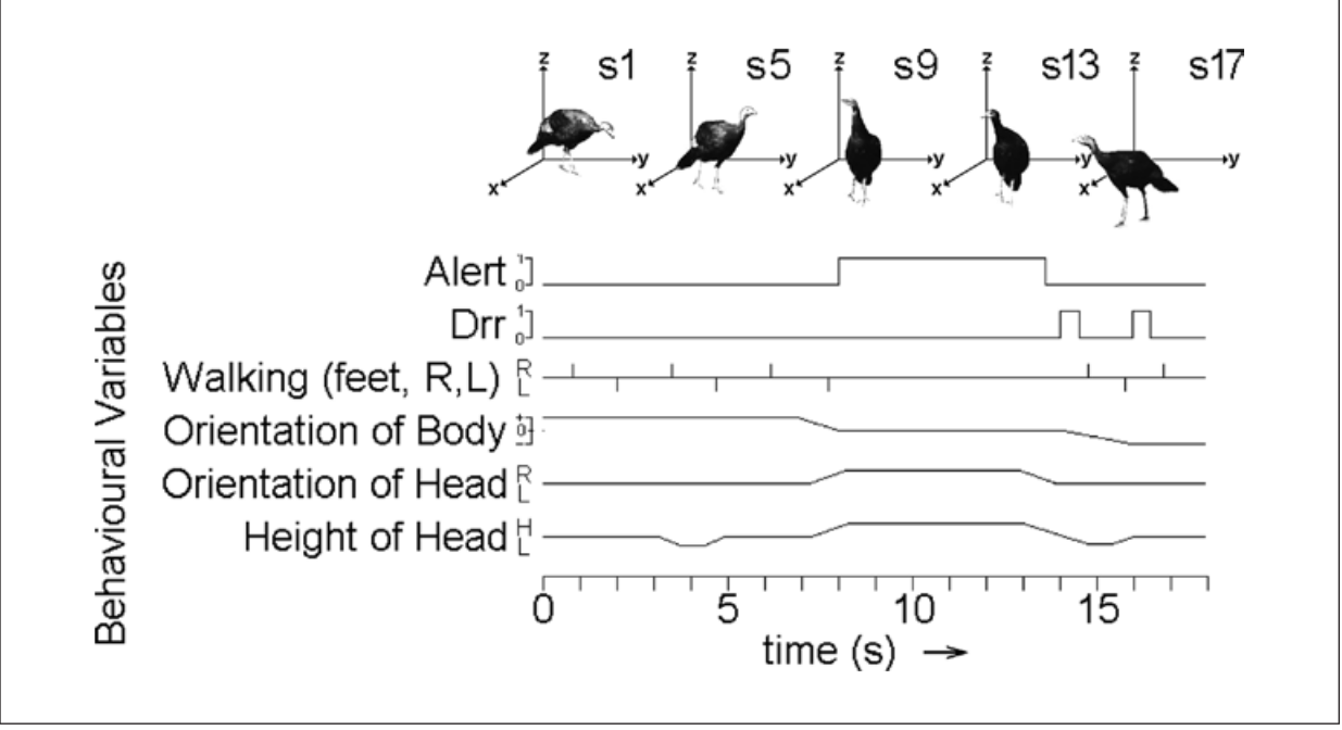 Рис.2. Пример 18 с. записи движения индюшки в поисках партнёра. Силуэты птицы — её положение и поза кадрах, соответствующих 1й, 5й, 9й и 13й секундам. Ниже схематически обрисованы поведенческие переменные: появление и смена 4-х форм поведения и 3 типов ориентации тела птицы во времени, читаемых как музыкальная партитура [в смысле закономерности и предсказуемости появления и смены в структуре паттерна] (сверху вниз: настороженность, пешая ходьба, ориентация тела в трёхмерных координатах, ориентация головы (правее-левее), высота головы (выше-ниже). 2 звука «дрр» следуют в кадрах 500 и 550 (см. Schleidt 1971, стр. 13; рисунки основаны на сцене 1 в Schleidt and Schleidt 1962). 