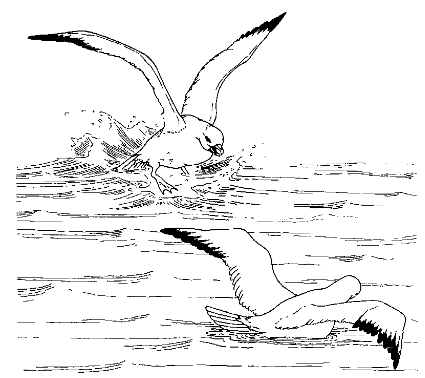 Взаимные угрозы глупышей. Налёт сверху со сгорбленной спиной (левая птица) и угроза раскрытыми крыльями (правая)