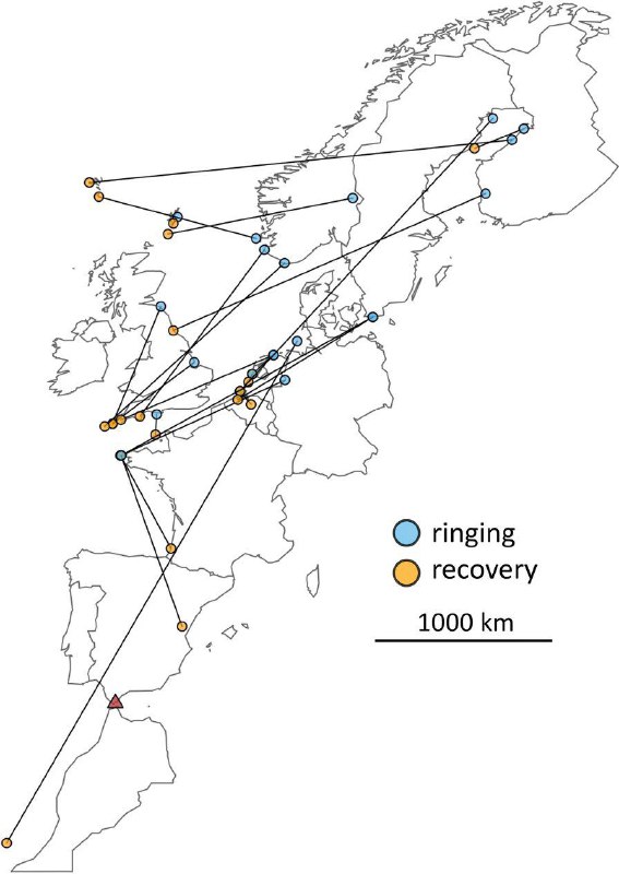 Рис. 3. Перемешения 22 зарничек между местами кольцевания (синий) и местами поимки той же осенью в Европе (оранжевый)