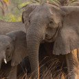 Понимание (микро)эволюционных следствий антропогенной эксплуатации биоресурсов делается все важнее по мере увеличения доли изъятия особей охотниками и рыболовами из популяций опромышляемых видов. Авторы изучили влияние браконьерской добычи слоновой кости во...