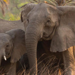 Быстрая эволюция к безбивневости у африканских слонов вследствие браконьерства