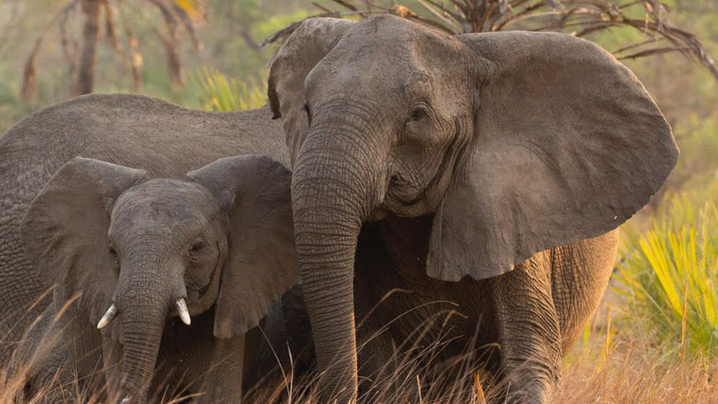 Безбивневые слонихи в Горонгосе