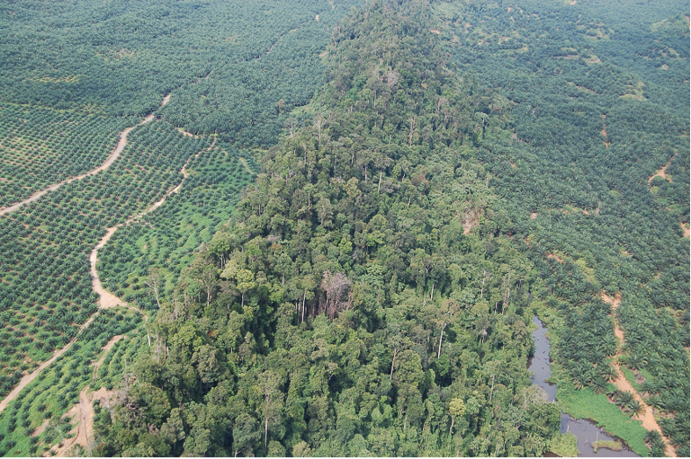Лесной фрагмент, окружённый ландшафтом, где доминируют плантации масличной пальмы. На счастье, оранги достаточно пластичны, чтобы использовать и такие кусочки