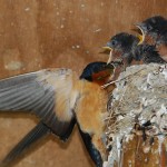 Быстрая перестройка фенологии в новых местах гнездования ласточек
