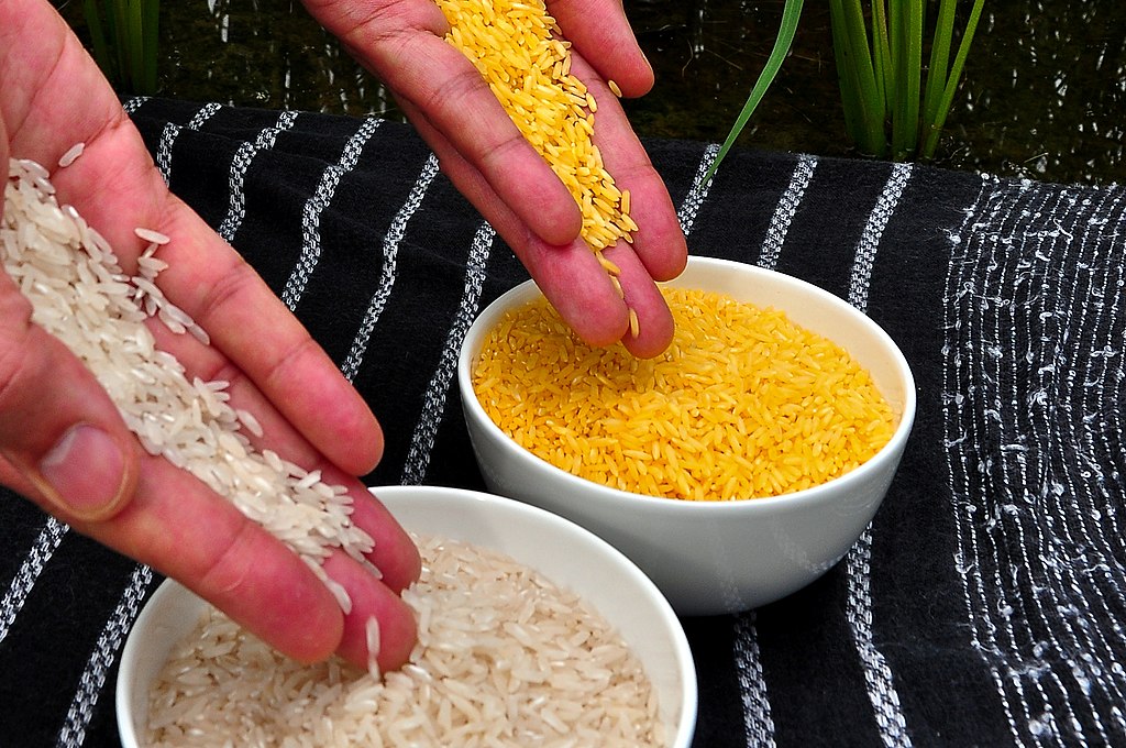 "Золотой" и обыкновенный рис