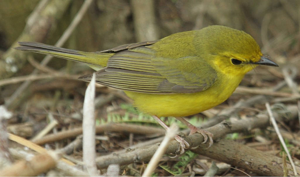 1024px-Hooded_Warbler_f_01