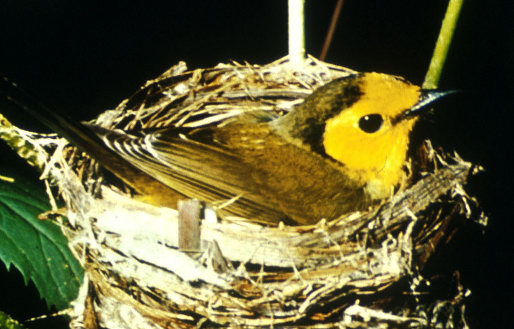 1024px-Hoodedwarbler01