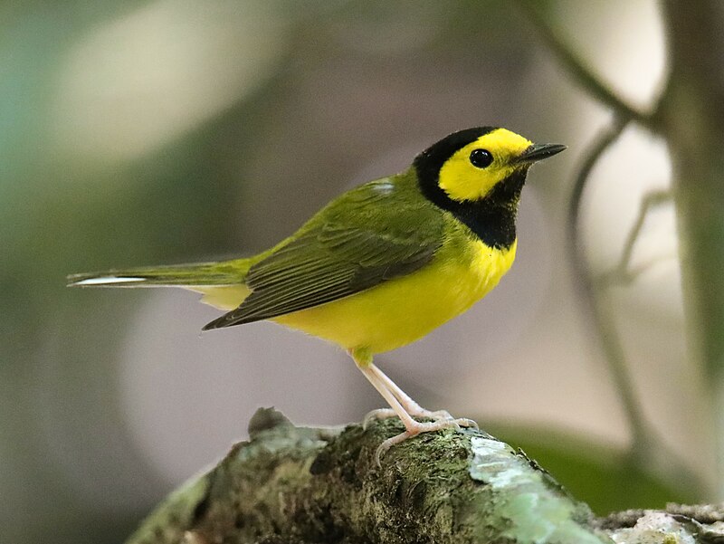 Hooded_Warbler