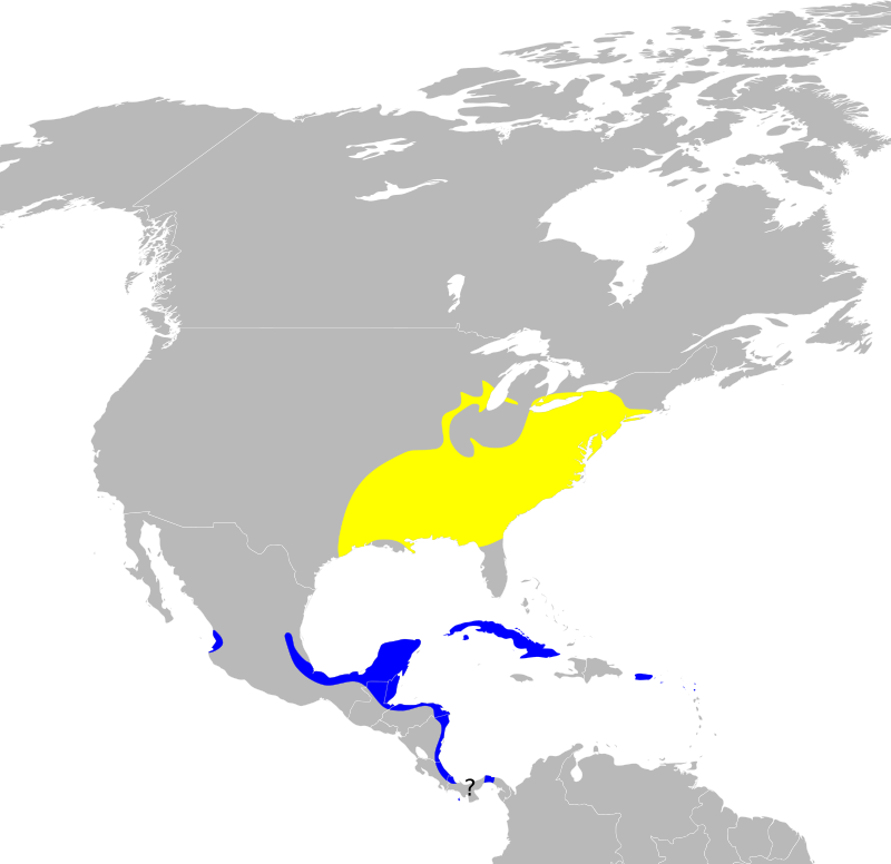 Wilsonia_citrina_map.svg