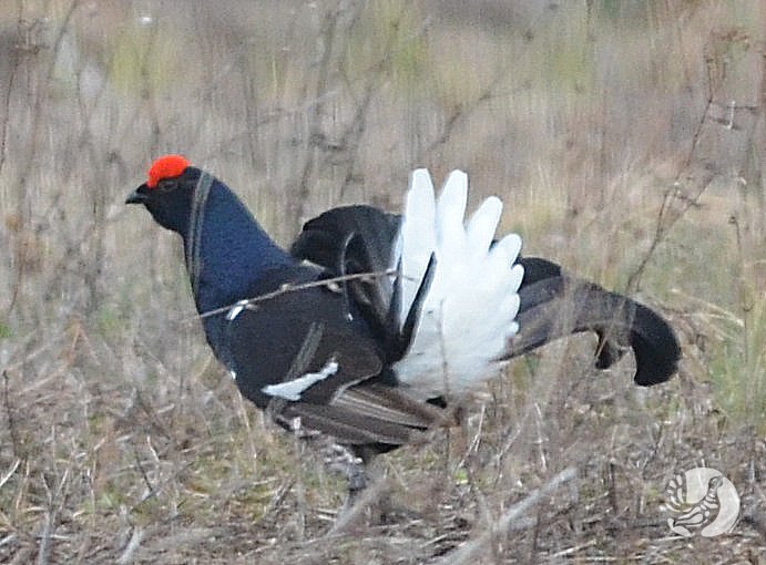 Демонстрирующий тетерев, Присурский зап-к.