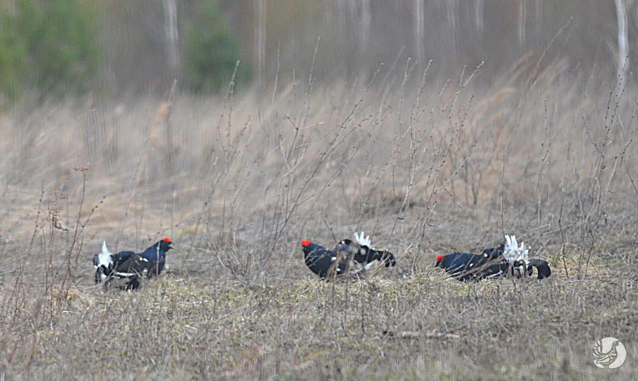 Территориальный конфликт тетеревов на току. Присурский зап-к.