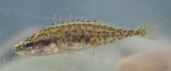 Малая южная колюшка