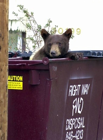 Городские барибалы в Эшвилле, Северная Каролина