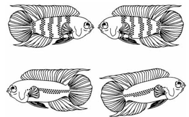 Снимок экрана от 2025-11-15 20-27-01