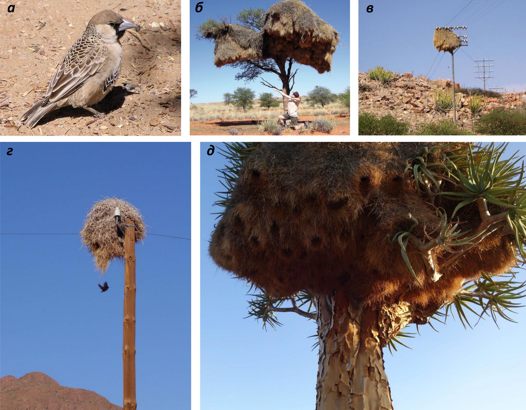 Print PDF Общественный ткачик (самцы и самки у этого вида выглядят одинаково) (а) и колониальные гнезда этого вида, выстроенные на вачеллии шерстистолопастной (Vachellia erioloba) (б), колчаном дереве (Aloidendron dichotomum) (д) […]